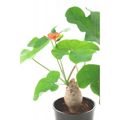 Jatroph Podagrica Plant